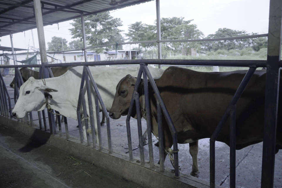 Dairy-10