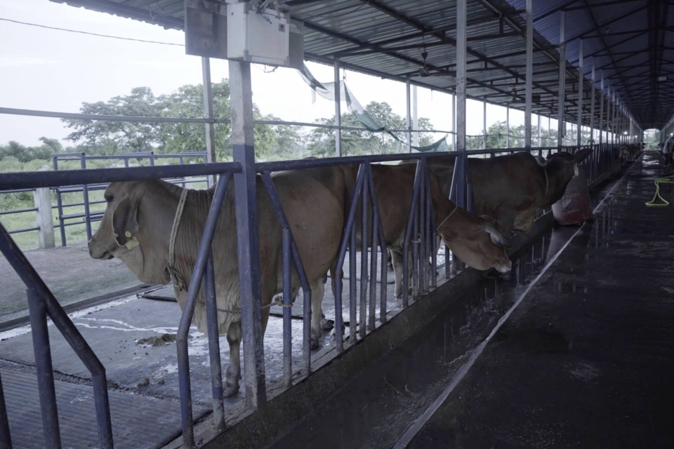 Dairy-11