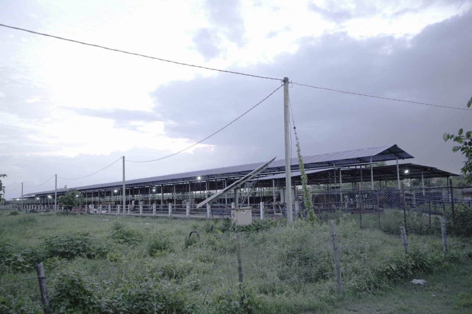 Dairy-12