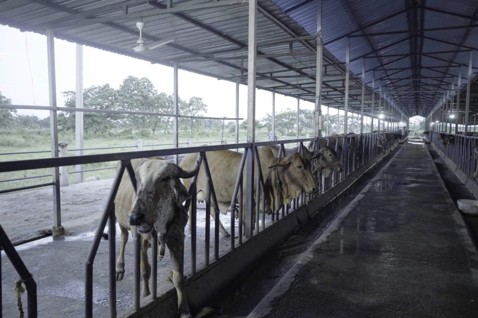 Dairy-13