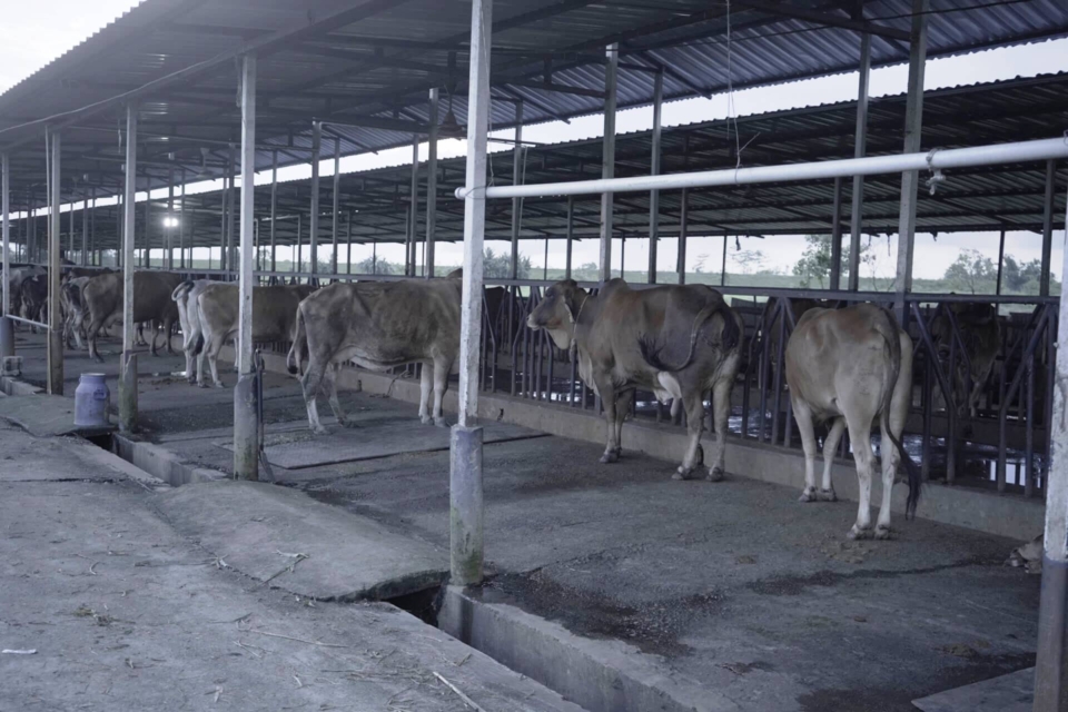 Dairy-14