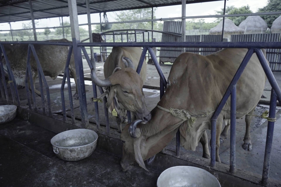Dairy-15