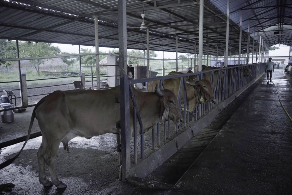 Dairy-16