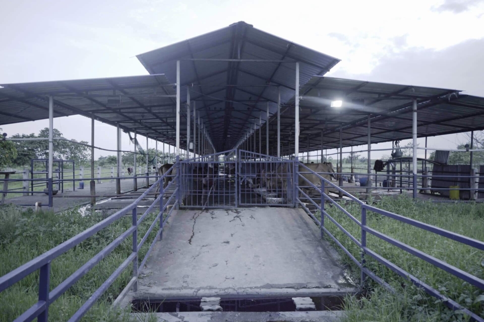 Dairy-2