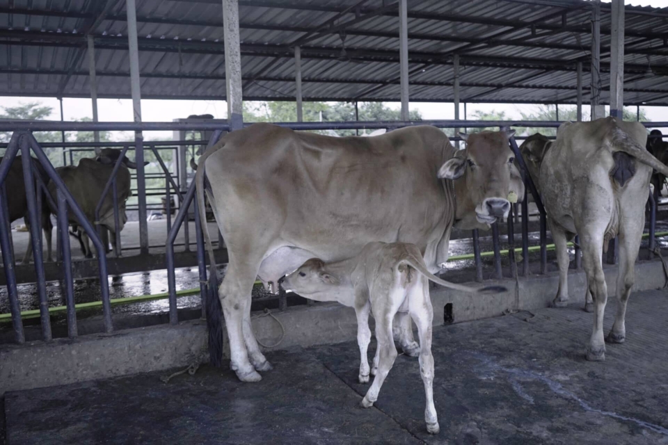 Dairy-3