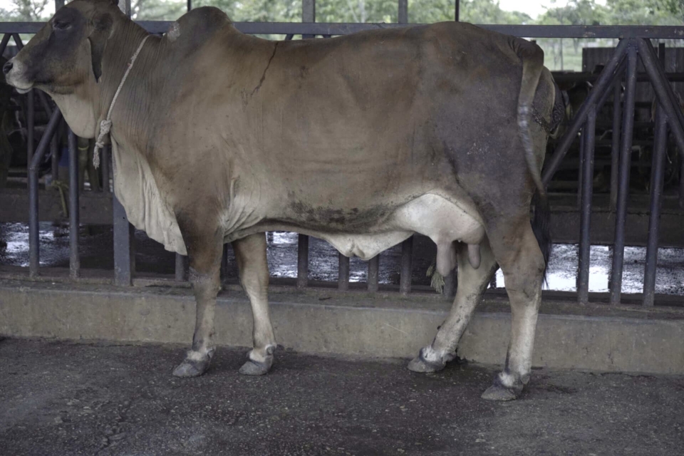 Dairy-4