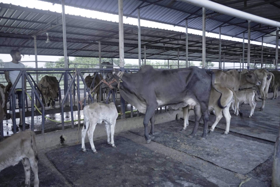 Dairy-5