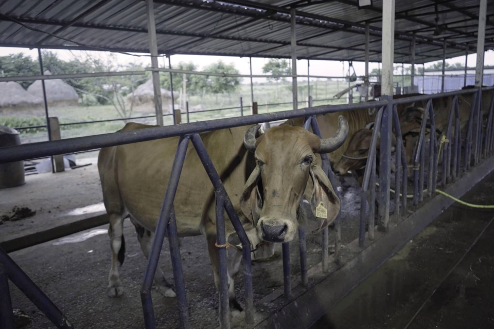 Dairy-6